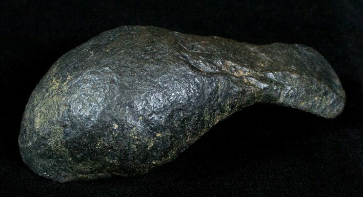 Bargain Fossil Whale Ear Bone - Miocene #3491